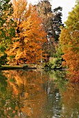 REFLECTIONS OF NYSSA SYLVATICA WISLEY BONFIRE AND TAXODIUM DISTICHUM IN SEVEN ACRES LAKE AT RHS WISLEY: LATE OCTOBER