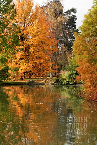 REFLECTIONS_OF_NYSSA_SYLVATICA_WISLEY_BONFIRE_AND_TAXODIUM_DISTICHUM_IN_SEVEN_ACRES_LAKE_AT_RHS_WISL
