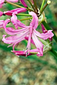 NERINE BOWDENII SMEE