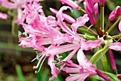 NERINE BOWDENII SMEE