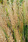 CALAMAGROSTIS BRACHYTRICHA