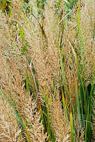 CALAMAGROSTIS_BRACHYTRICHA