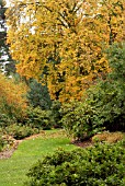 ACER RUBRUM,  RHS WISLEY: LATE OCTOBER