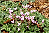 CYCLAMEN HEDERIFOLIUM