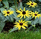 RUDBECKIA FULGIDA VAR. SULLIVANTII GOLDSTURM