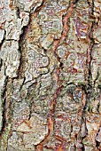 BARK OF BETULA NIGRA