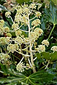 BUDS OF FATSIA JAPONICA,  NOVEMBER