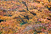 ACER PALMATUM,  NOVEMBER