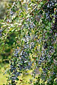 BERBERIS GLAUCOCARPA, (BARBERRY BERRIES IN WINTER)