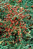 COTONEASTER ASTROPHORUS,  NOVEMBER