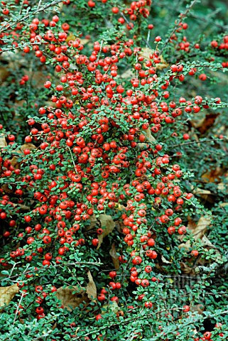 COTONEASTER_ASTROPHORUS__NOVEMBER