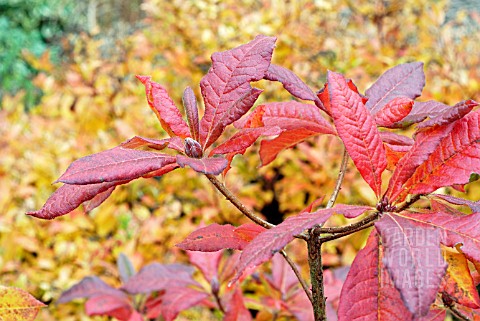 AUTUMN_COLOUR_FROM_FOLIAGE_OF_DECIDUOUS_AZALEA_CV_WITH_SPIRAEA_JAPONICA_CANDLELIGHT_IN_BACKGROUND__N