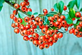 BERRIES OF PYRACANTHA CV.,  NOVEMBER