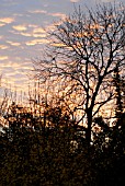 SUNRISE,  IN NOVEMBER. WOODPIGEON IN AN ASH TREE