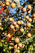 FRUITS OF PYRUS PASHIA,  LATE NOVEMBER