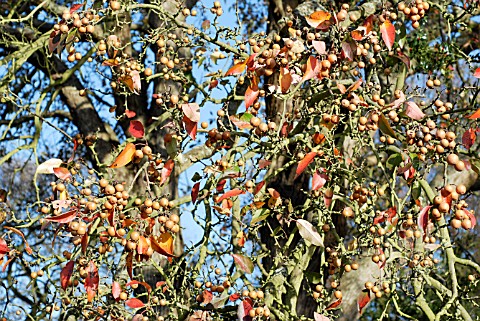 FRUITS_OF_PYRUS_PASHIA__LATE_NOVEMBER