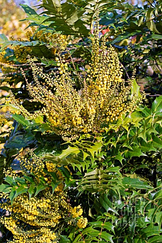 MAHONIA_X_MEDIA_ARTHUR_MENZIES__NOVEMBER