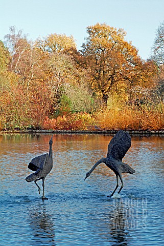 COURTING_CRANES_BY_GAIL_RUNYON_PERRY__SEVEN_ACRES_LAKE__RHS_WISLEY_LATE_NOVEMBER