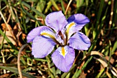 IRIS UNGUICULARIS,  DECEMBER