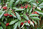 BERRIES OF PHOTOTINIA DAVIDIANA,  DECEMBER