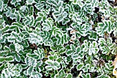 FROST ON LEAVES OF ACAENA NOVAE ZELANDIAE,  DECEMBER