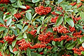 BERRIES OF COTONEASTER LACTEUS,  DECEMBER