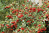 BERRIES OF COTONEASTER LACTEUS,   DECEMBER