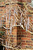 SEED PODS OF WISTERIA SINENSIS,  DECEMBER