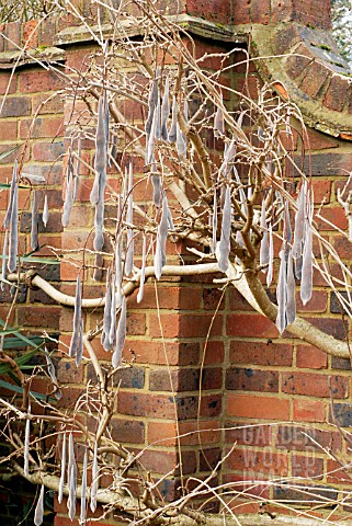SEED_PODS_OF_WISTERIA_SINENSIS__DECEMBER