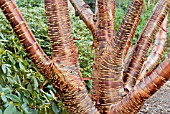 BARK OF PRUNUS RUFA,  DECEMBER