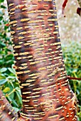 BARK OF PRUNUS RUFA,  DECEMBER