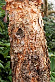 BARK OF BETULA NIGRA HERITAGE CULLY,  DECEMBER