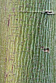 BARK OF ACER PENSYLVANICUM,  SNAKE BARK MAPLE