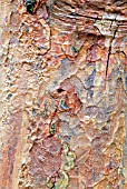 BARK OF ACER GRISEUM