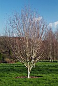 BETULA UTILIS VAR. JACQUEMONTII