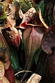 SARRACENIA PURPUREA,  SSP. VENOSA,  PITCHER PLANT