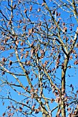 SEEDS OF ASH (FRAXINUS EXCELSIOR)