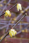 CHIMONANTHUS PRAECOX VAR. LUTEUS