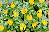 ERANTHIS HYEMALIS