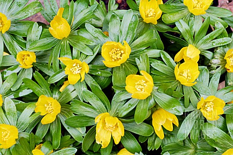 ERANTHIS_HYEMALIS