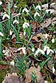 GALANTHUS STRAFFAN