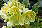 HELLEBORUS ARGUTIFOLIUS