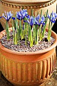 IRIS RETICULATA HARMONY