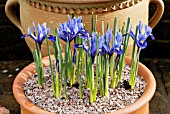 IRIS RETICULATA HARMONY