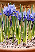 IRIS RETICULATA HARMONY