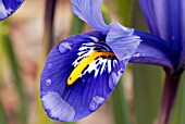 IRIS RETICULATA HARMONY