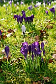 CROCUSES NATURALISED IN TURF