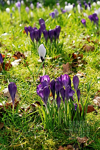 CROCUSES_NATURALISED_IN_TURF