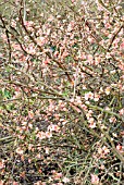 CHAENOMELES X SUPERBA CORAL SEA,