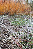 RUBUS BIFLORUS UNDERPLANTED WITH CROCUSES (SALIX YELVERTON IN BACKGROUND),  RHS WISLEY: FEBRUARY